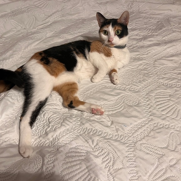 Meet your Posher,Aubree - Picture 6 of 12